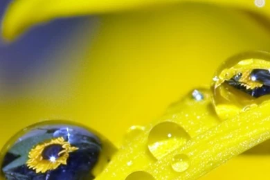 Water Drop Yellow Mobile Wallpapers   Mobiles Wall