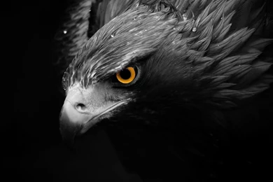 Download Black And White Eagle High Quality Wide HD Wallpapers ...
