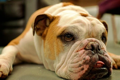 Download Free Bulldog Puppies Wallpapers   The Quotes Land