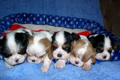 Cute Puppies Wallpapers