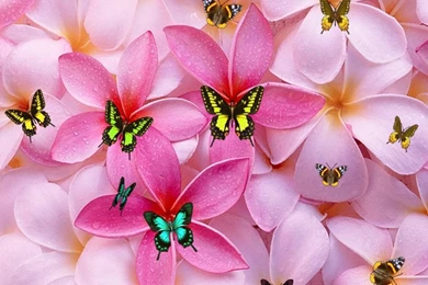 Cute Girly Desktop backgrounds.jpg