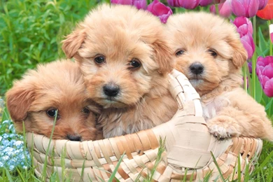 Pictures Of Little Puppies   HD Wallpapers And Pictures