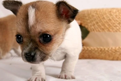 Download Free Chihuahua Puppies Wallpapers   The Quotes Land
