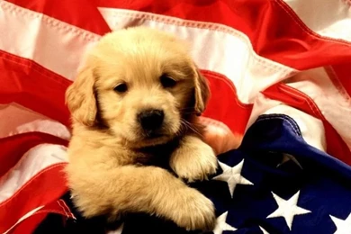 Free Puppies Wallpapers