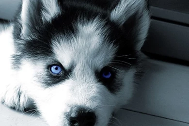 Download Free Siberian Husky Puppies Wallpapers   The Quotes Land