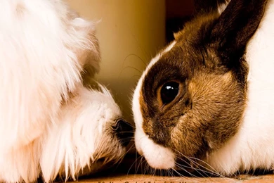 Friendship Wallpapers Crazy Frankenstein