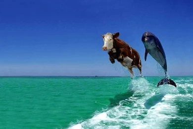 Best Funny Wallpapers Free Download