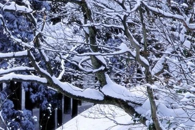 Free Iphone Wallpapers Hd: Winter Tree Iphone 4 Wallpapers Hd