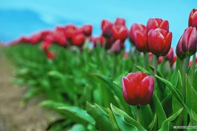 Free Wallpapers Free Nature Wallpapers Windows 8 Themes ...