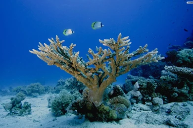 42 Under The Sea Wallpapers