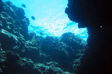 Under The Sea Wallpapers   198775