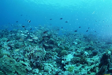 YouWall   Under The Sea Wallpapers   Wallpaper,wallpapers,free ...