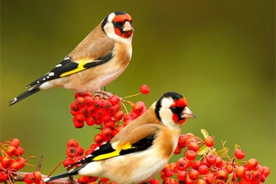 Cute Sparrow HD Photos