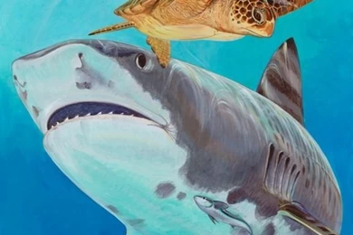 Guy Harvey On Pinterest