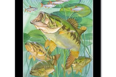 Guy Harvey Bass Wallpapers HD Wallpapers On Picsfair.com