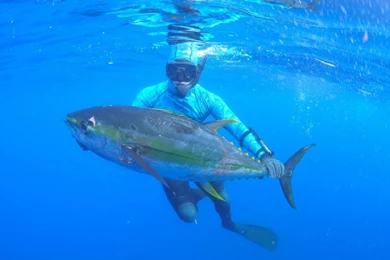 Blackfin tuna wallpaper 3.jpg