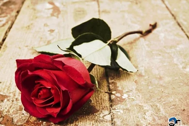 Dinesh Gupta On Pinterest