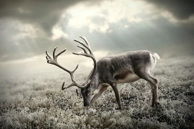 Reindeer Wallpapers Archives   Wallpapers HD Free Wallpapers In All ...