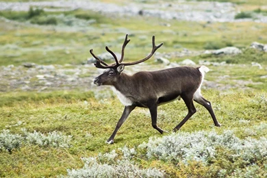 Free Reindeer Wallpapers Download   Animals Town