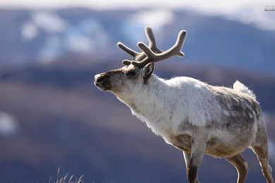 Reindeer Wallpapers Hd FT7