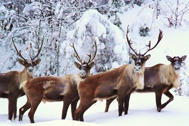 Reindeer HD Wallpapers Desktop GJ9