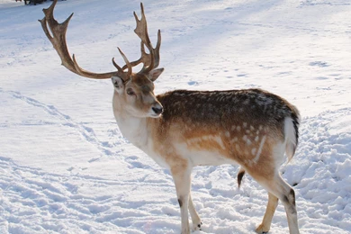 Reindeer Wallpapers   Wallpapers Cave