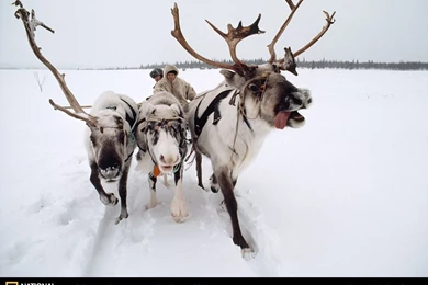 Siberia, Russia, Reindeer, 1980, Photo Of The Day, Picture ...