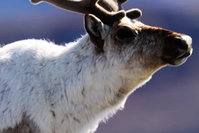 Reindeer Mobile Wallpapers 3463