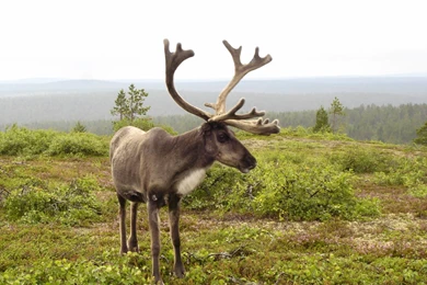 Reindeer Wallpapers 2   Animal Lovers Wallpapers