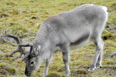 Reindeer Wallpapers 3   Animal Lovers Wallpapers