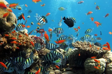 Underwater Ocean Desktop Backgrounds HD Wallpapers