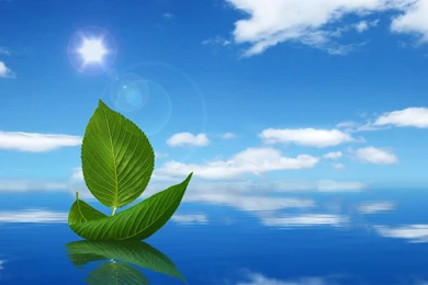 Nature, Blue, Sky, Under, Beautiful, Freebies, Leaves, Creative ...