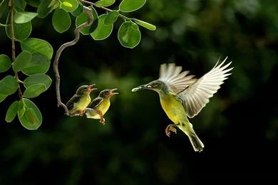 Birds Creative Desktop Wallpapers