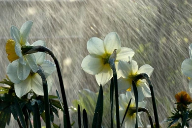 Summer Rain Desktop Wallpaper, Summer Rain Pictures