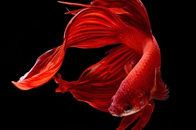 BETTA Siamese Fighting Fish Colorful Tropical Wallpapers ...