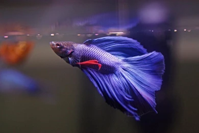 Betta Fish Wallpapers HD Download