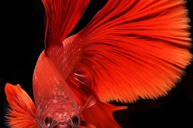 Apple iPhone 6s Wallpapers With Silver Albino Betta Fish In Dark ...