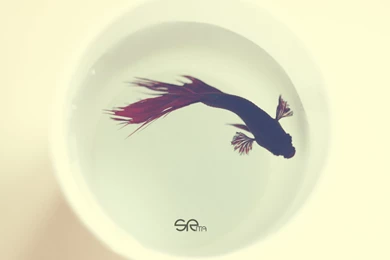 Betta Fish Wallpapers :: HD Wallpapers