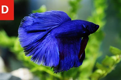 Beauty Of Variety Betta Fish   HD 1080p   YouTube