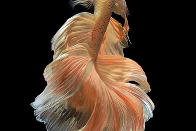 Siamese Fighting Fish, Betta Fish On Black Backgrounds