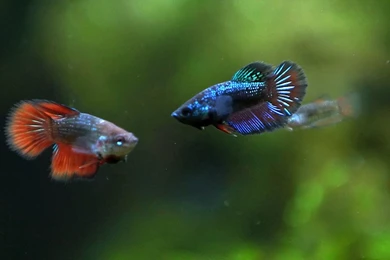 Betta Fish . Betta Fry Age 2 And 1,5 Months.   YouTube