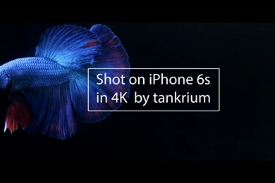 iPhone 6s   Video Test Of Betta Fish In 4K   YouTube