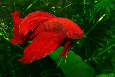 Betta Fish Wallpapers   106020