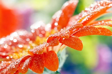 Water Drops On Leaves HD Wallpapers For Desktop & Mobile