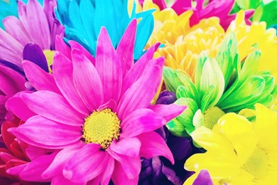 Neon Flowers By Distressedcoma On DeviantArt