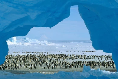 Free HQ Atka Bay Weddell Sea Antarctica Wallpapers   Free HQ Wallpapers