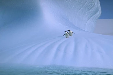 Adelie Penguins Antarctica Free Desktop Backgrounds   Free ...