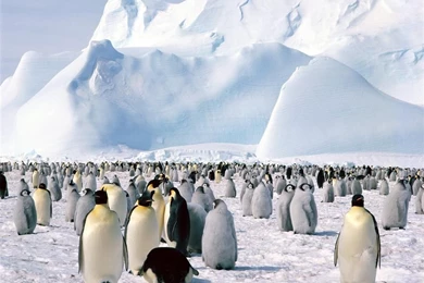 Desktop Wallpapers » Animals Backgrounds » Emperor Penquins ...