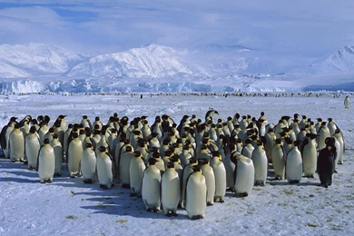 The Crowd Of Penguins In Antarctica Wallpapers And Images ...