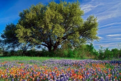 Texas Hill Country Wallpapers   136129